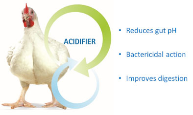 best feed additives poultry manufacturer in India