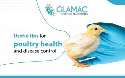 useful tip for poultry health