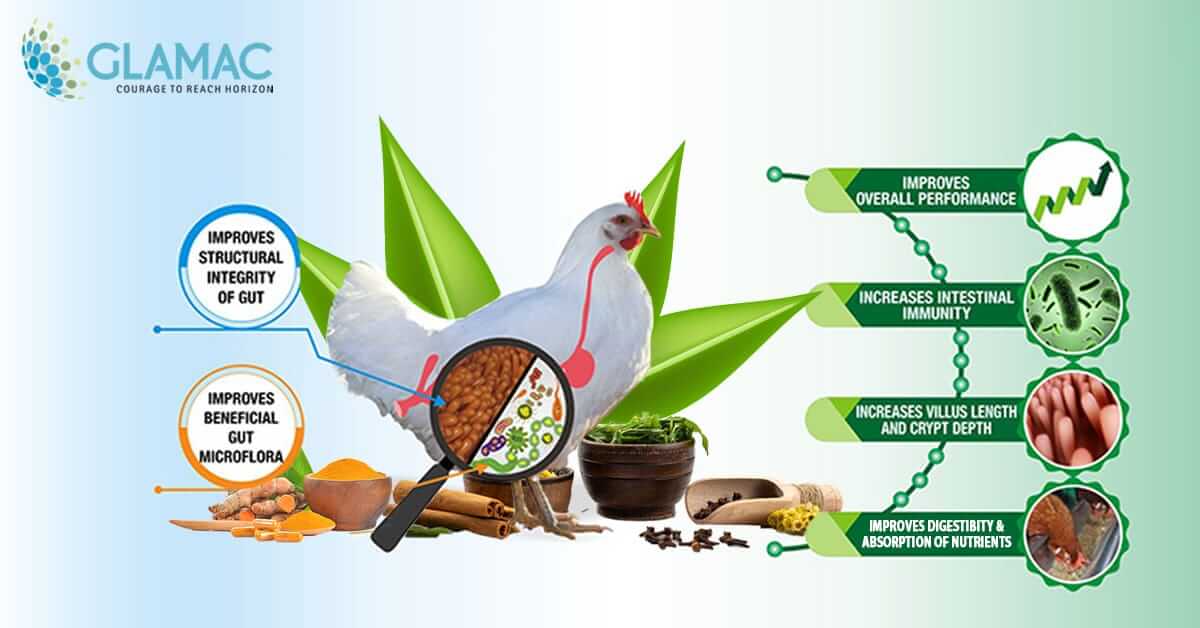 best feed additives poultry company in India