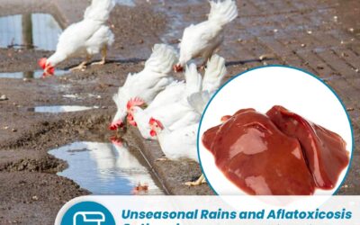 Unseasonal Rains and Aflatoxicosis Outbreak