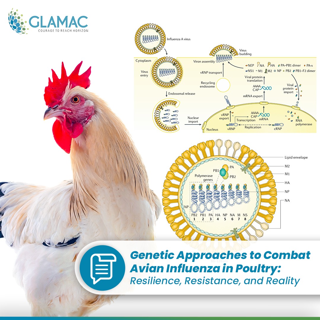 Genetic Approaches to Combat Avian Influenza in Poultry