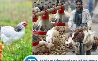 ethical-dimensions-of-poultry-production