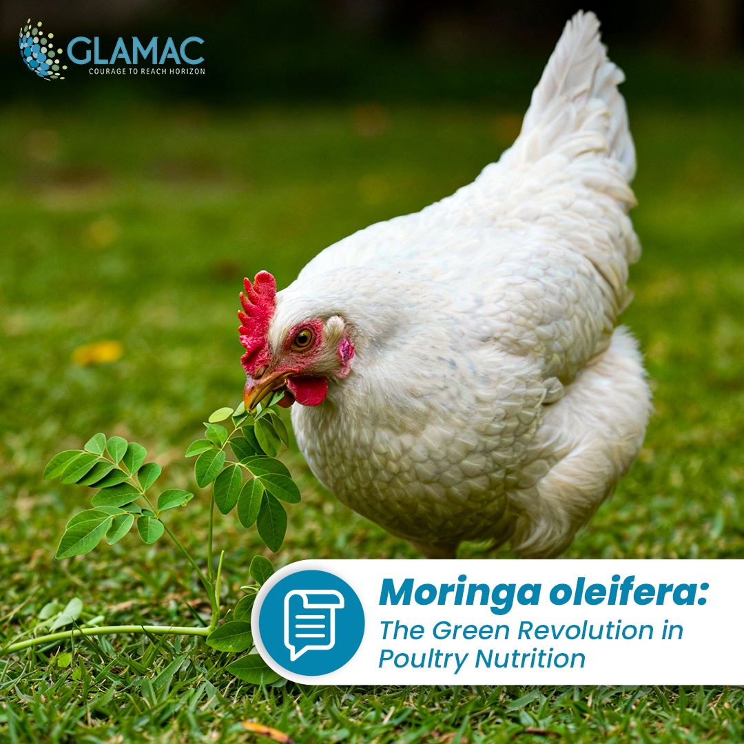 Green Revolution in Poultry Nutrition