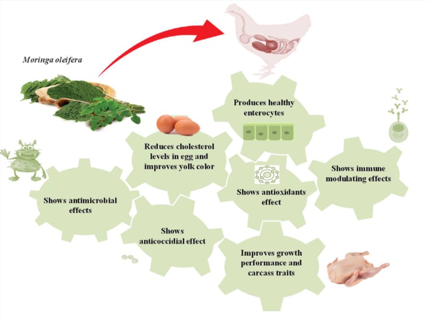 impacts of applying Moringa oleifera leaves in poultry diets