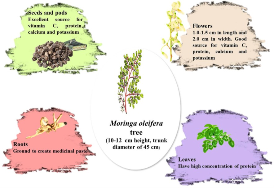 nutritional contents of each part of Moringa oleifera tree