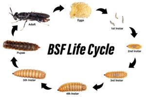 BSF life cycle
