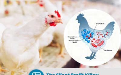 Oxidative Stress in Indian Poultry