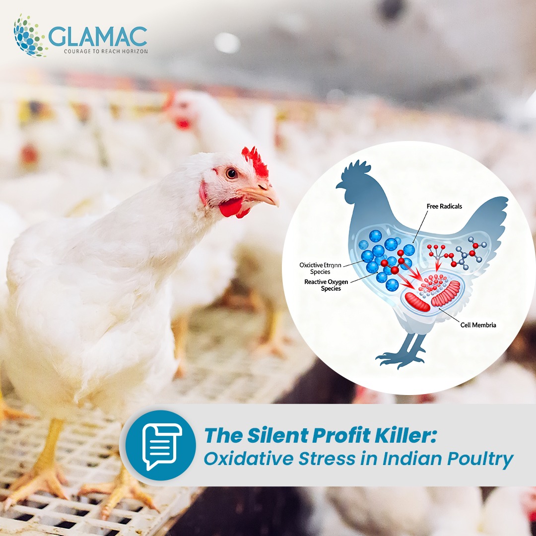 Oxidative Stress in Indian Poultry
