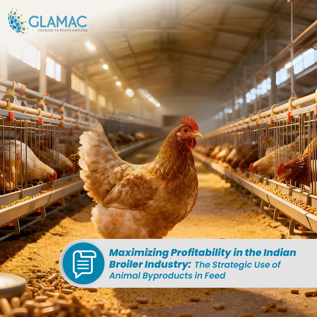 Maximizing Profitability in the Indian Broiler Industry